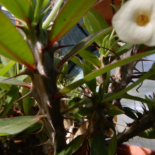 Euphorbia milii